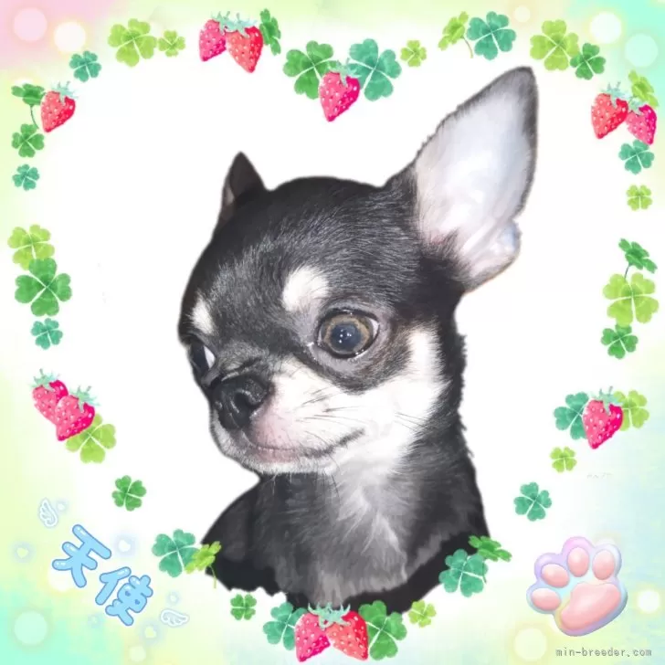 ID：2401-06901の子犬