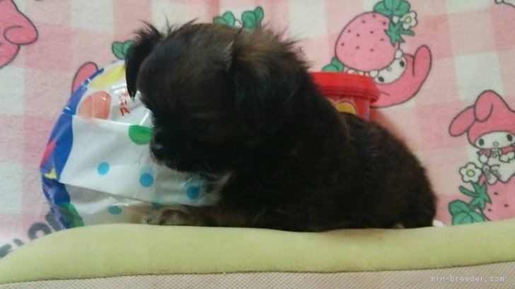 Re8 様のお迎えした子犬