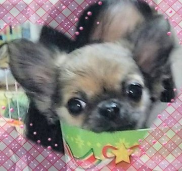 チワワ(ロング)【秋田県・女の子・2019年10月8日・フォーン】の写真「可愛すぎる極小ちゃん！」