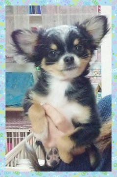 チワワ(ロング)【秋田県・男の子・2014年11月28日・トライ】の写真「天然癒し系の可愛いボクです♪」