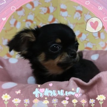 チワワ(ロング)【秋田県・女の子・2023年3月7日・ブラックタン】の写真「愛嬌たっぷり♪両親ＰＲＡクリア」