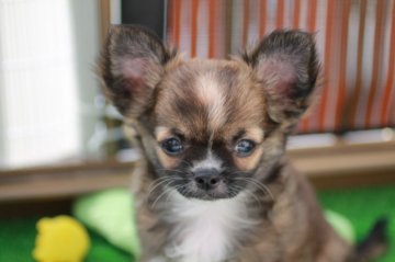 チワワ(ロング)【秋田県・女の子・2014年7月4日・セーブル&ホワイト】の写真「女の子らしい、可愛い顔立ちです」