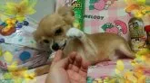 チワワ(ロング)【秋田県・男の子・2018年6月7日・フォーン&ホワイト】の写真1