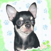 チワワ(スムース)