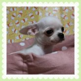 チワワ(スムース)