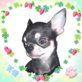 チワワ(スムース)