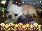 チワワ(スムース)【・男の子・2019年4月7日・ブルータン】「大きくなった今でも、よく甘えてます（笑）」