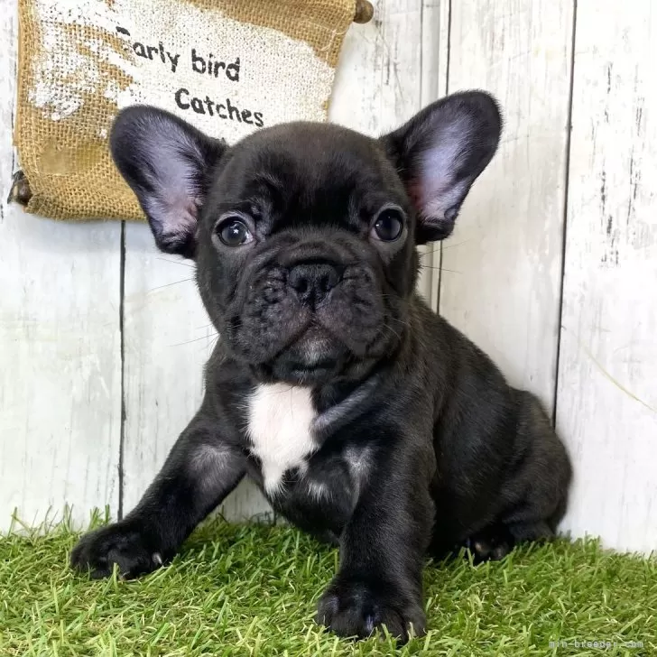 ID:2502-01755の子犬