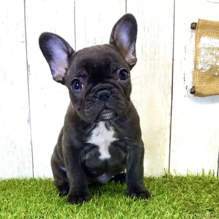 星野 様のお迎えした子犬