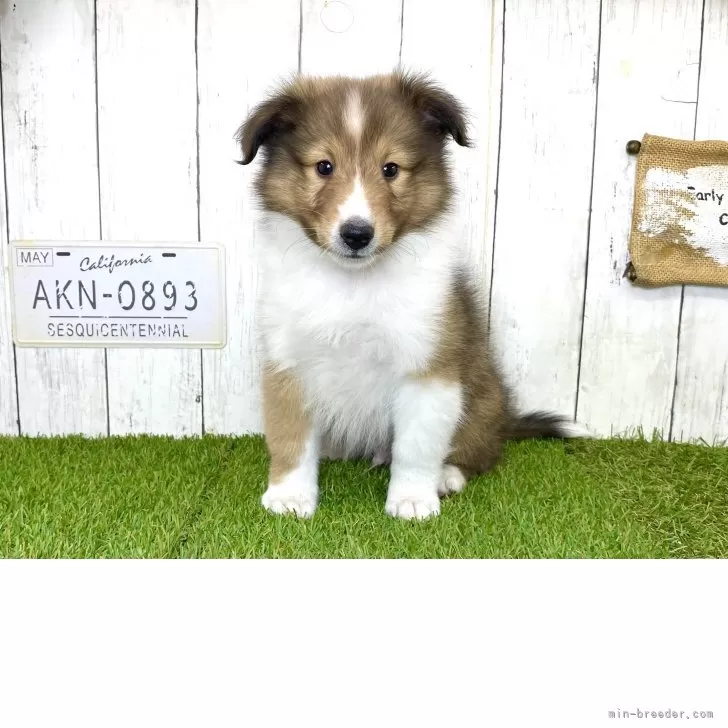 ID：2506-00749の子犬