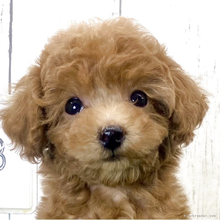 ブリーダー画像