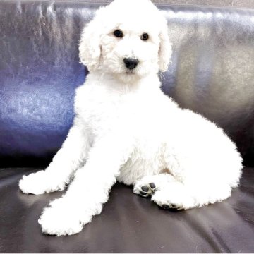 スタンダードプードル【奈良県・女の子・2025年10月31日・ホワイト】の写真「☆優良血統☆可愛いお顔の女の子☆」