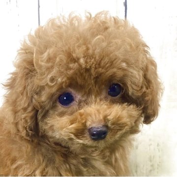 ティーカッププードル【奈良県・女の子・2025年8月8日・アプリコット】の写真「☆クリクリおめめの女の子☆」