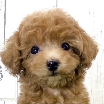 トイプードル(ティーカップ)【奈良県・女の子・2025年9月1日・アプリコット】の写真「☆クリクリおめめの女の子☆」