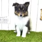 シェットランドシープドッグ