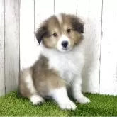 シェットランドシープドッグ