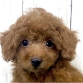 トイプードル(タイニー)