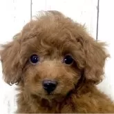 タイニープードル