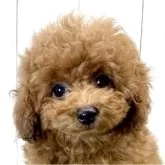 タイニープードル