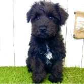 ミニチュアシュナウザー