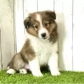 シェットランドシープドッグ【奈良県・男の子・2025年3月15日・セーブル&ホワイト】の写真1