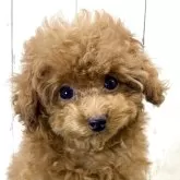 ティーカッププードル