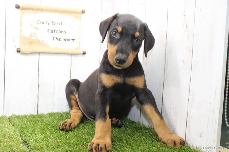ID:1710-00977の子犬