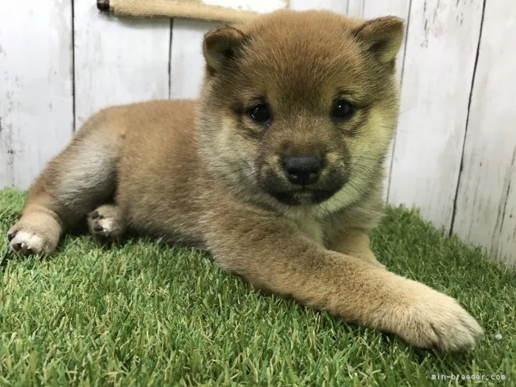 マメのお父さん 様のお迎えした子犬