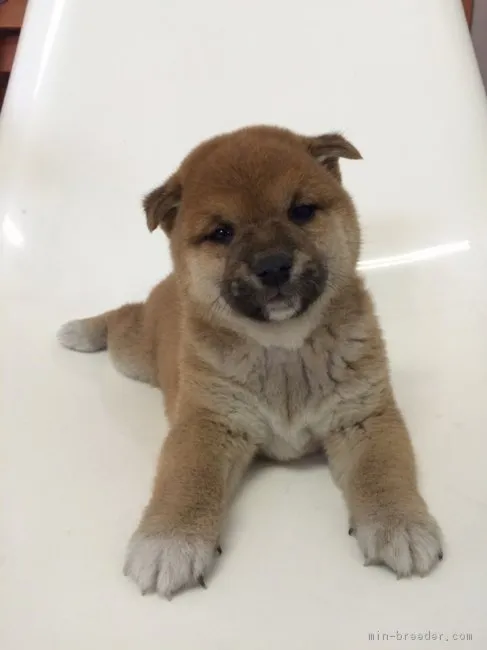 ひでゆき 様のお迎えした子犬