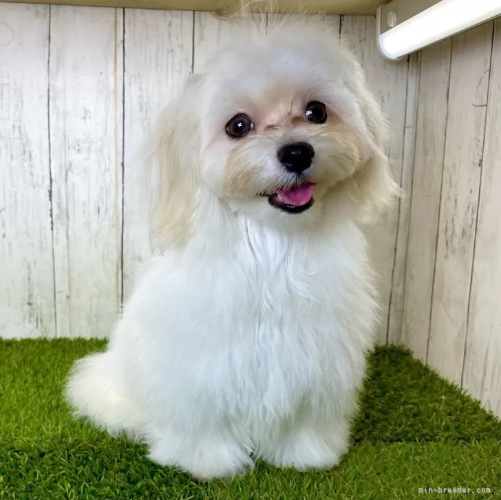 ID:2408-07799の子犬
