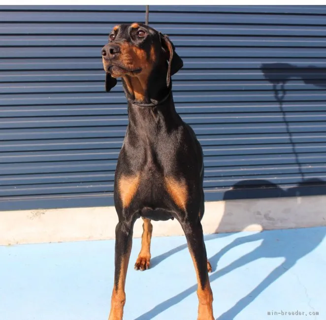 ID：1612-02092の子犬