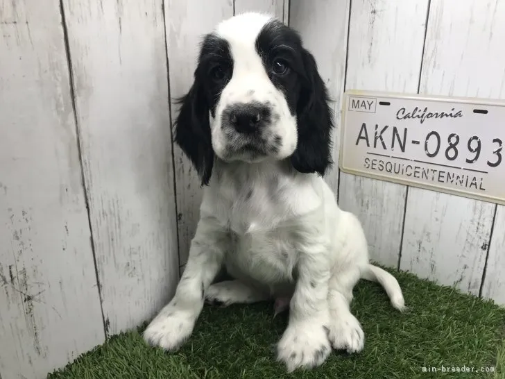 ID：1902-02349の子犬