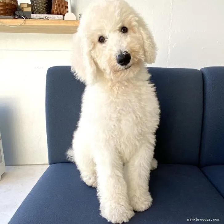 ID:2309-02085の子犬