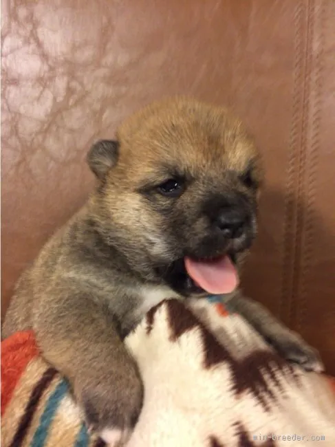ID：1603-00461の子犬