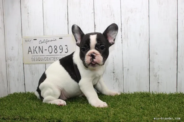 ID：1802-02037の子犬