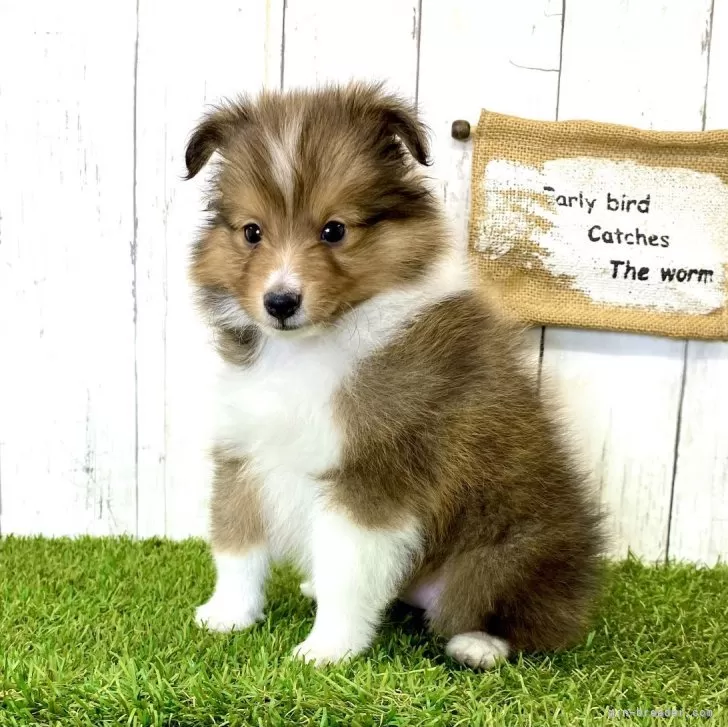 ID:2402-01866の子犬