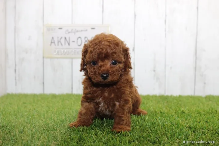 ID：1805-02549の子犬