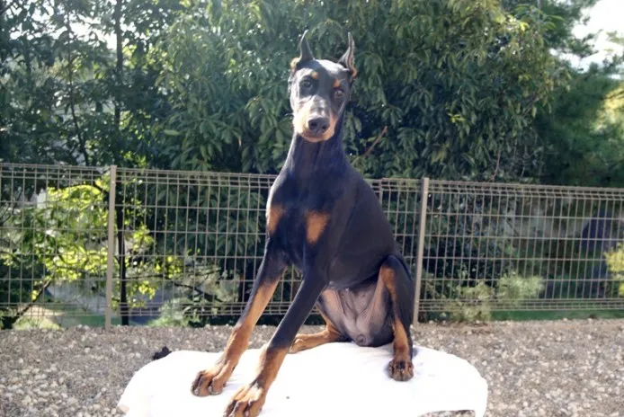 博多のおっさん 様のお迎えした子犬