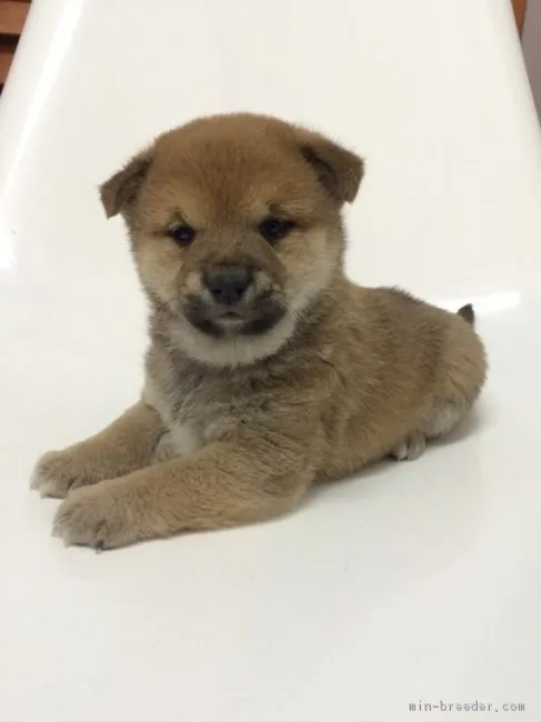 ID：1603-00458の子犬