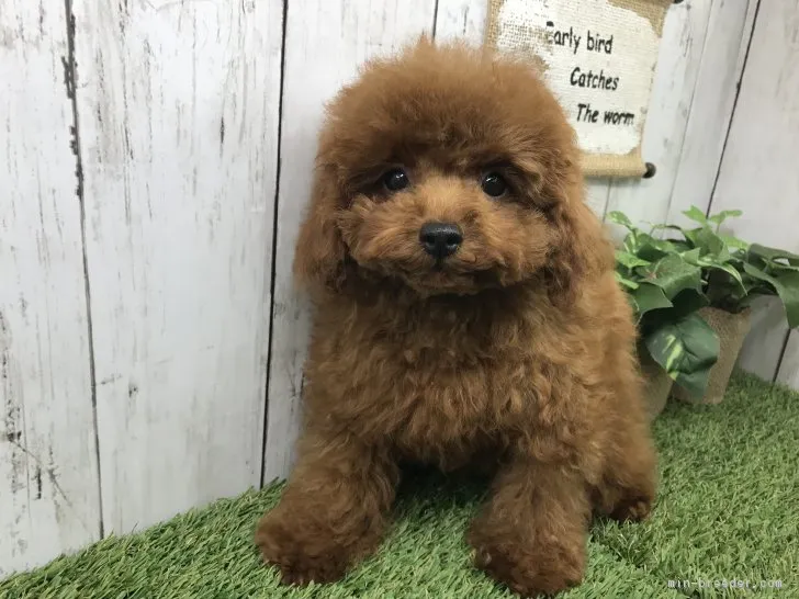 水井 様のお迎えした子犬