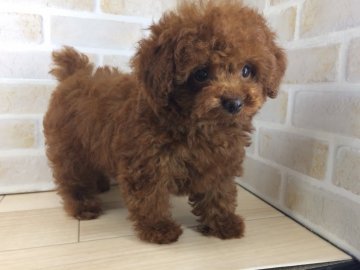 トイプードル(ティーカップ)【奈良県・男の子・2017年4月18日・レッド】の写真「☆ティーカップ確定☆」