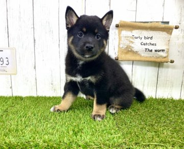 柴犬(豆柴)【奈良県・男の子・2021年7月27日・黒】の写真「☆両親豆柴認定犬☆甘えたな男の子」