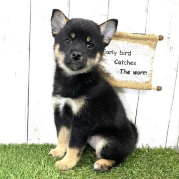 柴犬(豆柴)【奈良県・女の子・2023年2月15日・黒】の写真「両親豆柴認定犬☆ゴールデンウィーク期間限定お値下げ」