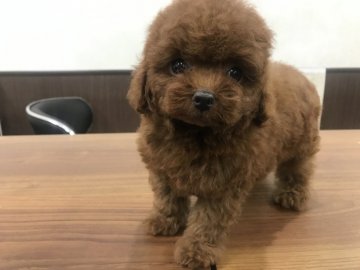 トイプードル(タイニー)【奈良県・男の子・2019年8月30日・レッド】の写真「☆5万円お値下げ☆
☆お顔の短いタイニー君☆」