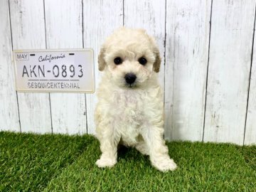 トイプードル(タイニー)【奈良県・女の子・2020年11月1日・ホワイト】の写真「☆おめめくりくり綺麗な女の子☆」