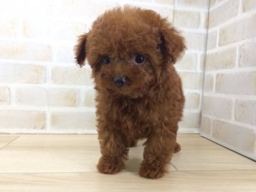 トイプードル(ティーカップ)【奈良県・男の子・2017年4月18日・レッド】の写真「☆期間限定価格変更☆」