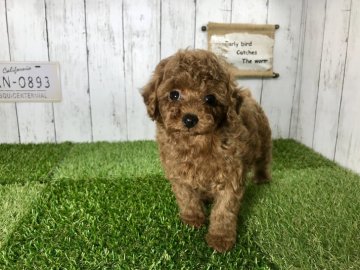 トイプードル(タイニー)【奈良県・男の子・2019年8月30日・レッド】の写真「☆5万円お値下げ☆
☆お顔の短いタイニー君☆」