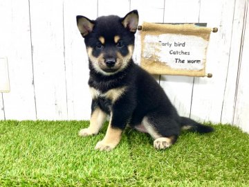 柴犬(豆柴)【奈良県・男の子・2021年7月27日・黒】の写真「☆両親豆柴認定犬☆期間限定お値下げ」
