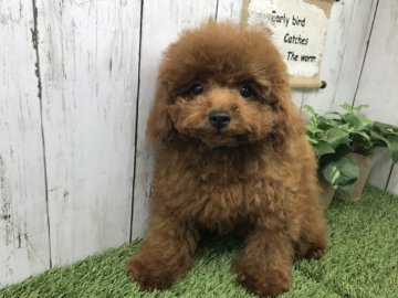 トイプードル(ティーカップ)【奈良県・女の子・2017年6月22日・レッド】の写真「☆可愛いドワーフタイプ☆」