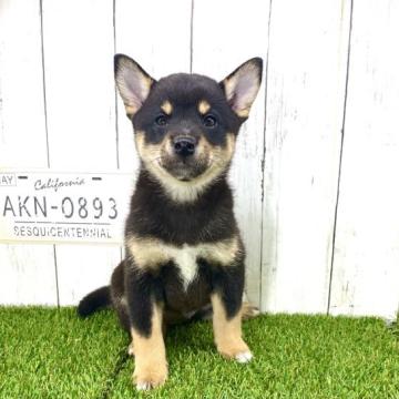 柴犬(豆柴)【奈良県・女の子・2022年7月3日・黒】の写真「☆両親豆柴認定犬☆優しい甘えたちゃん」